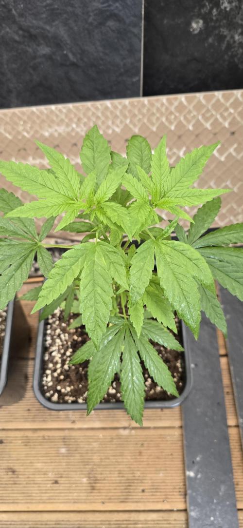 Landrace tirah valley. Week 8