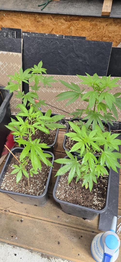 Landrace tirah valley. Week 8