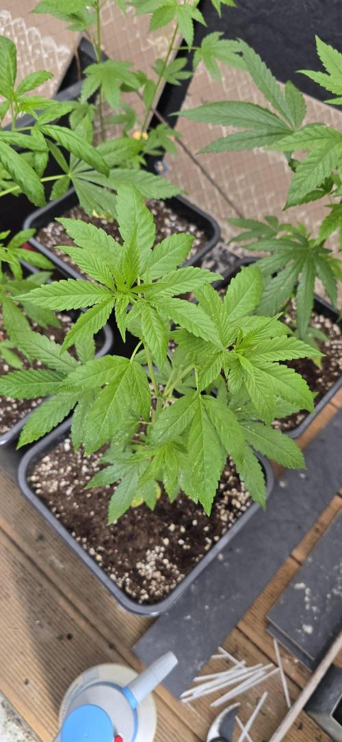 Landrace tirah valley. Week 8