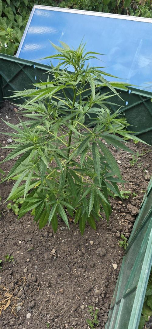Outdoor automatics. Week 8