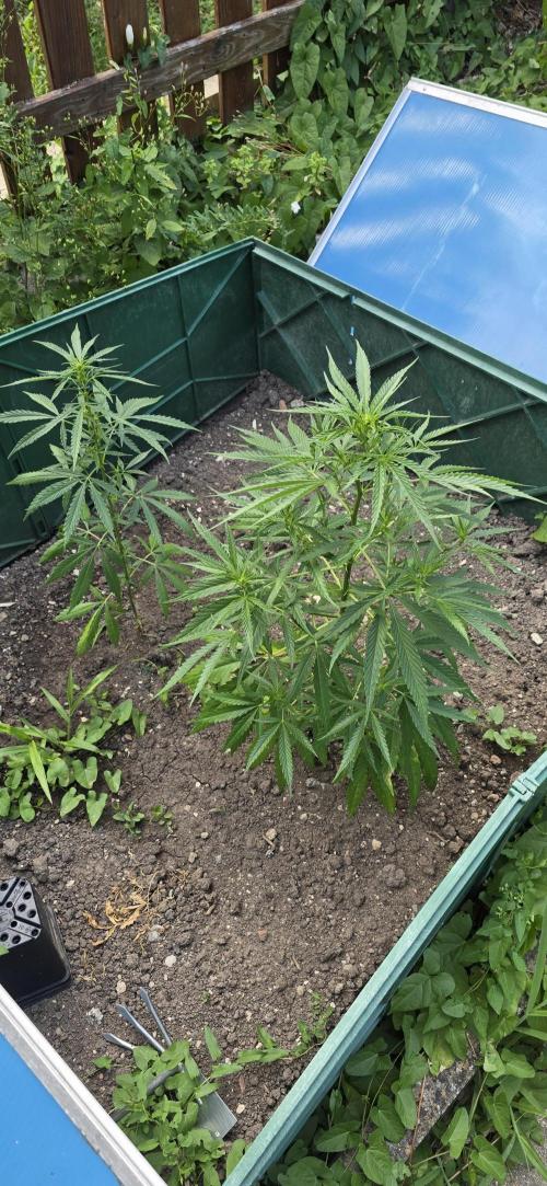 Outdoor automatics. Week 8