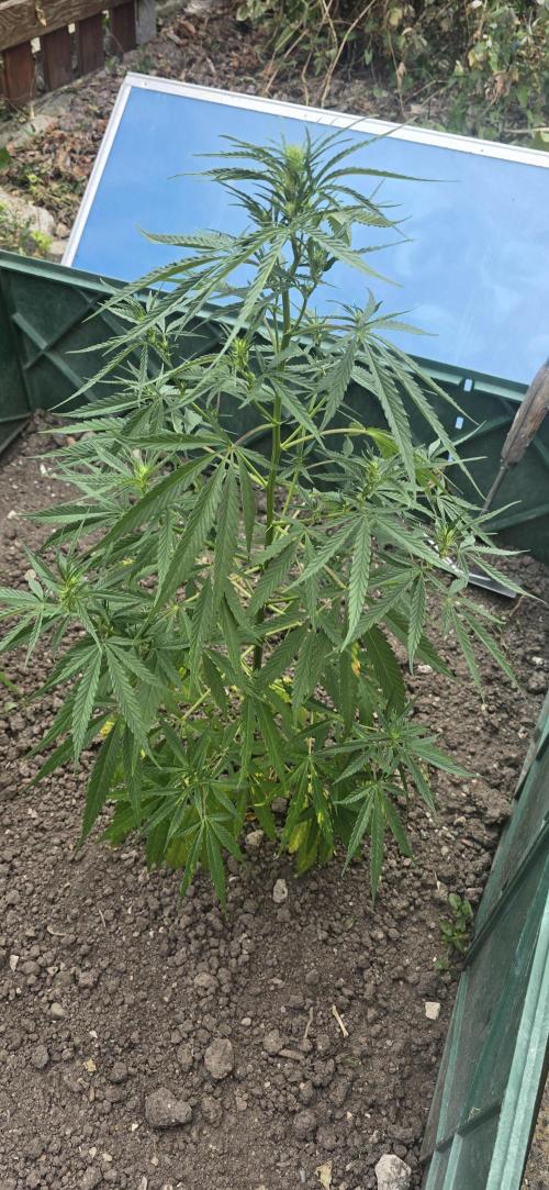 Outdoor automatics. Week 9
