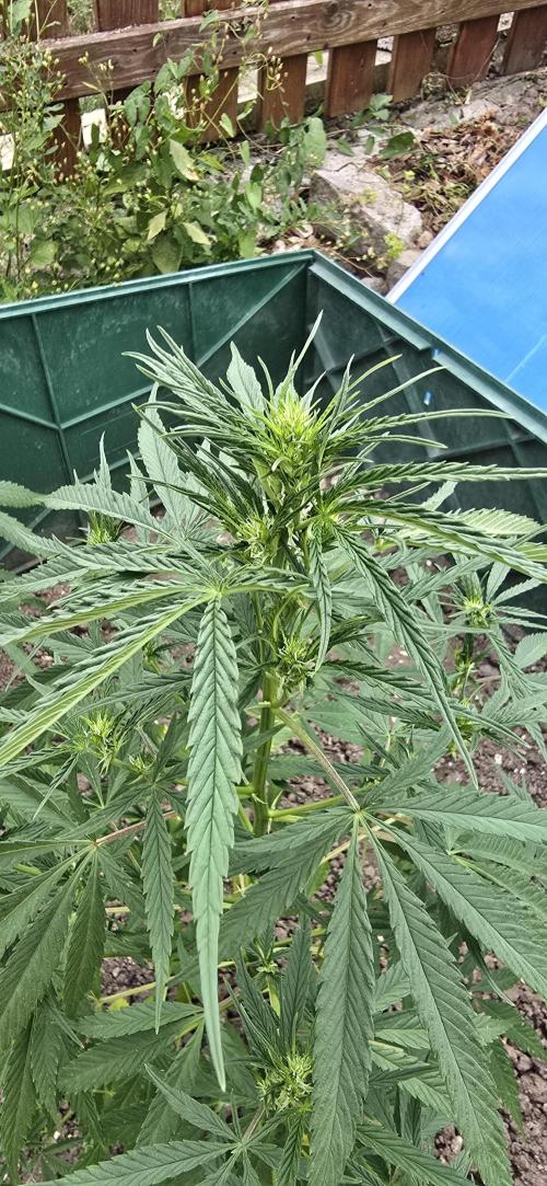 Outdoor automatics. Week 9