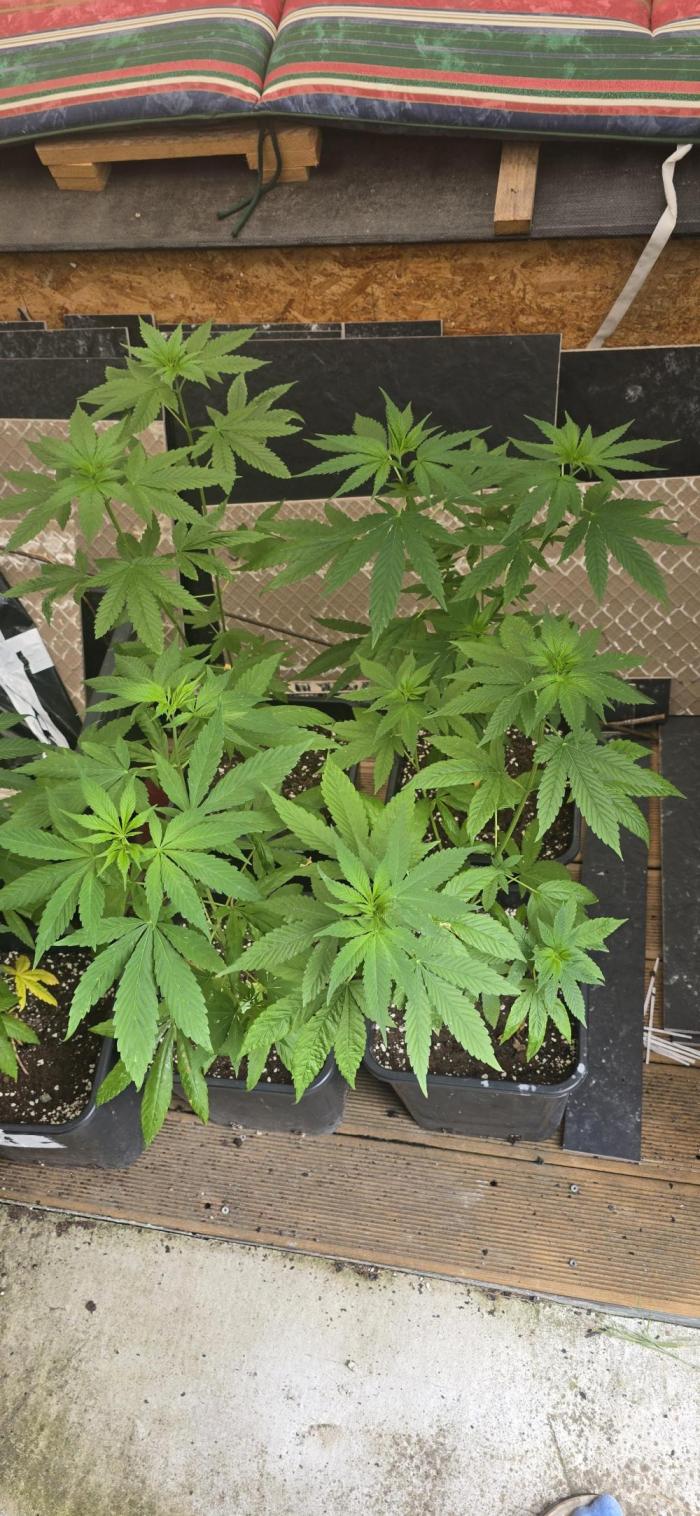 Landrace tirah valley. Week 10