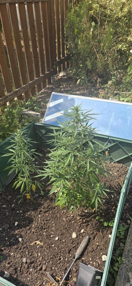 Outdoor automatics. Week 10
