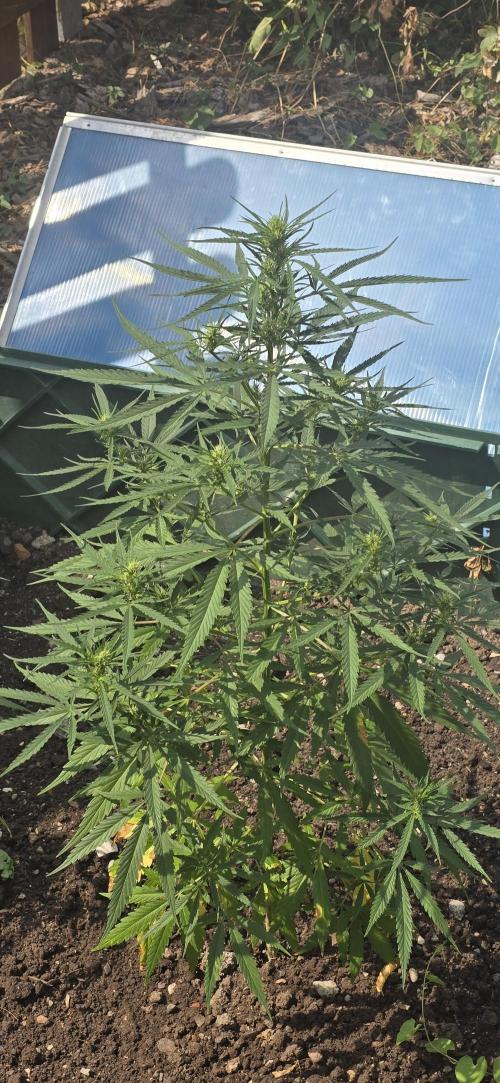 Outdoor automatics. Week 10