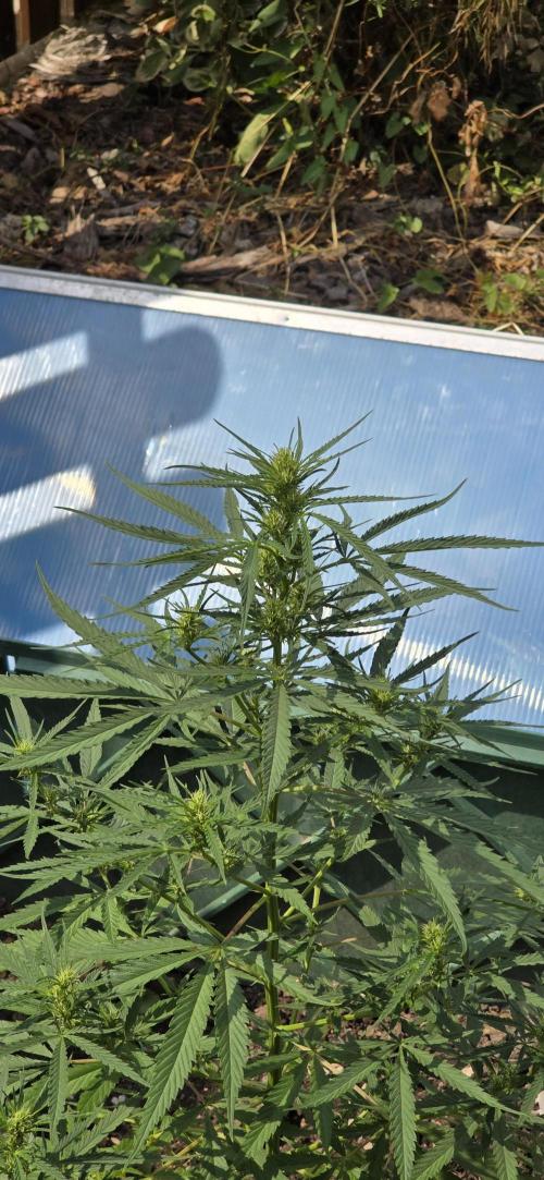 Outdoor automatics. Week 10