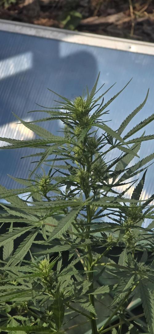 Outdoor automatics. Week 10