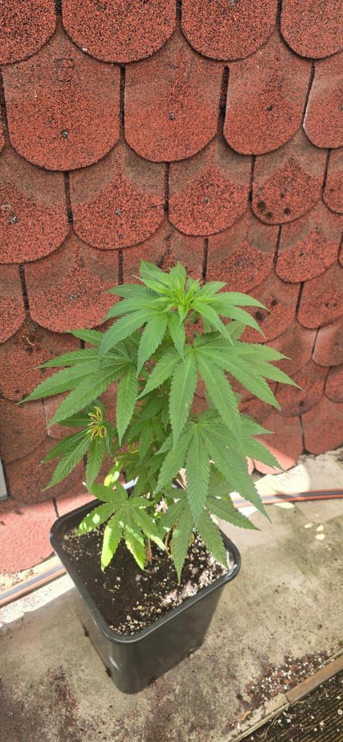 Kali China. Week 11