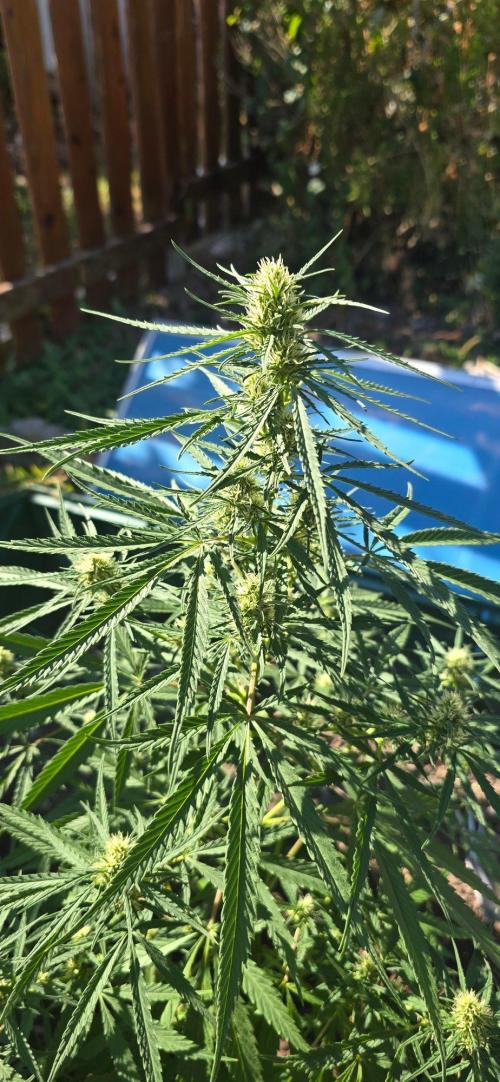 Outdoor automatics. Week 11