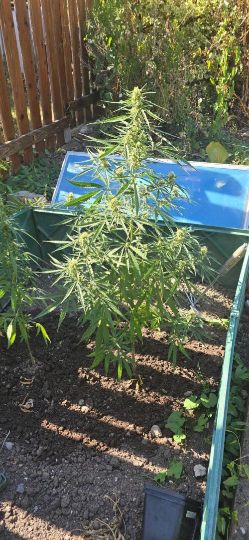 Outdoor automatics. Week 11
