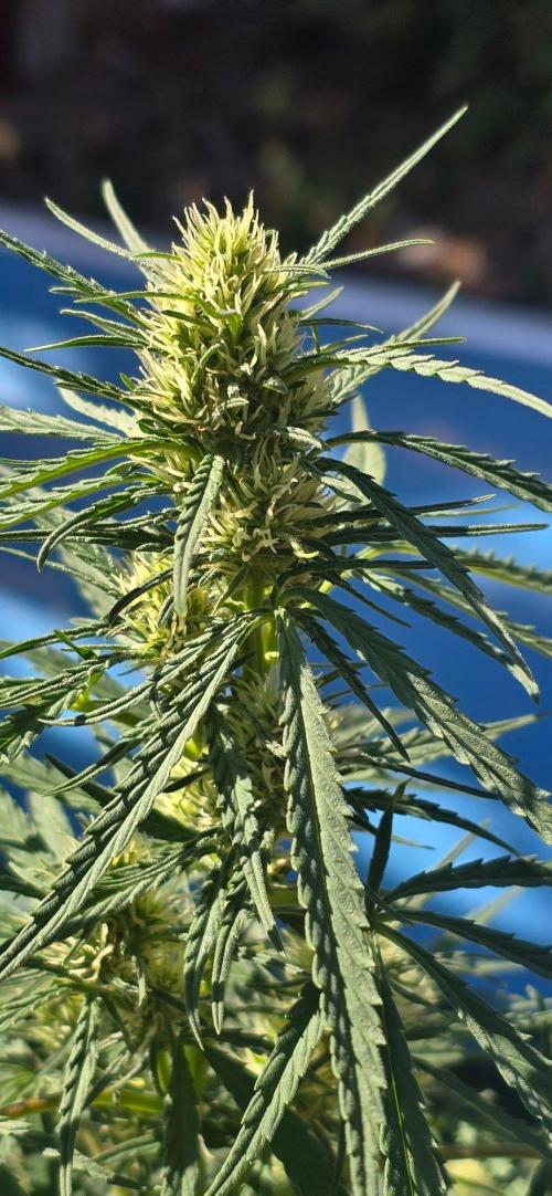 Outdoor automatics. Week 11