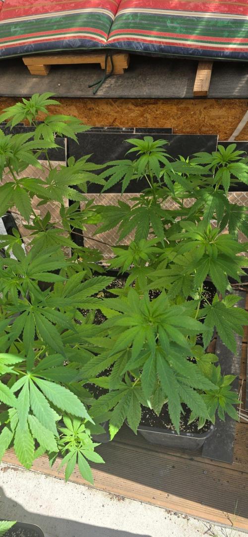 Landrace tirah valley. Week 11