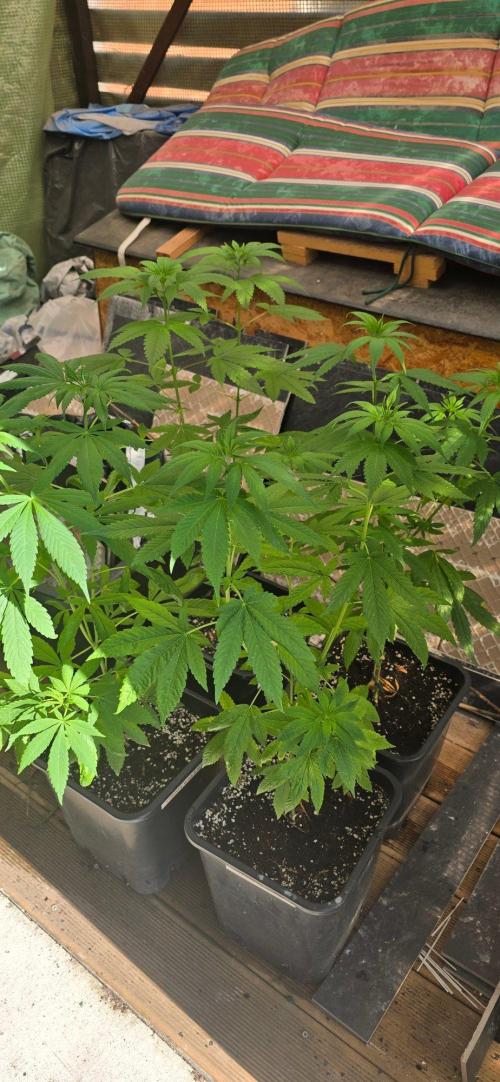 Landrace tirah valley. Week 11
