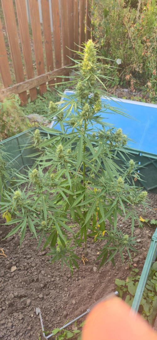 Outdoor automatics. Week 12