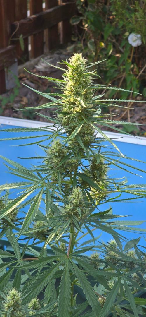 Outdoor automatics. Week 12