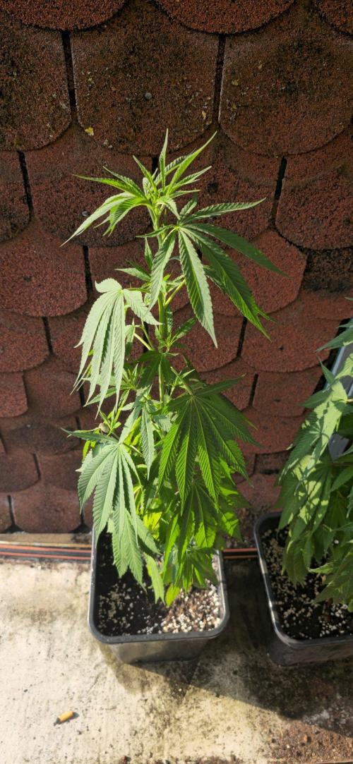 Kali China. Week 12