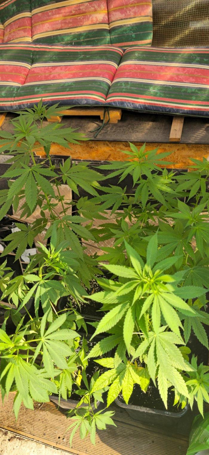 Landrace tirah valley. Week 12