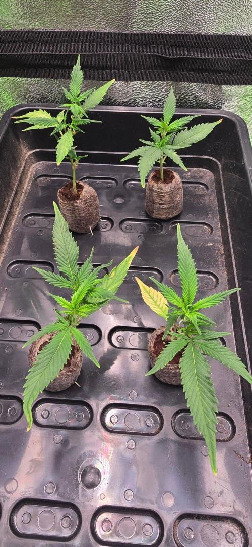 Somango. Week 7