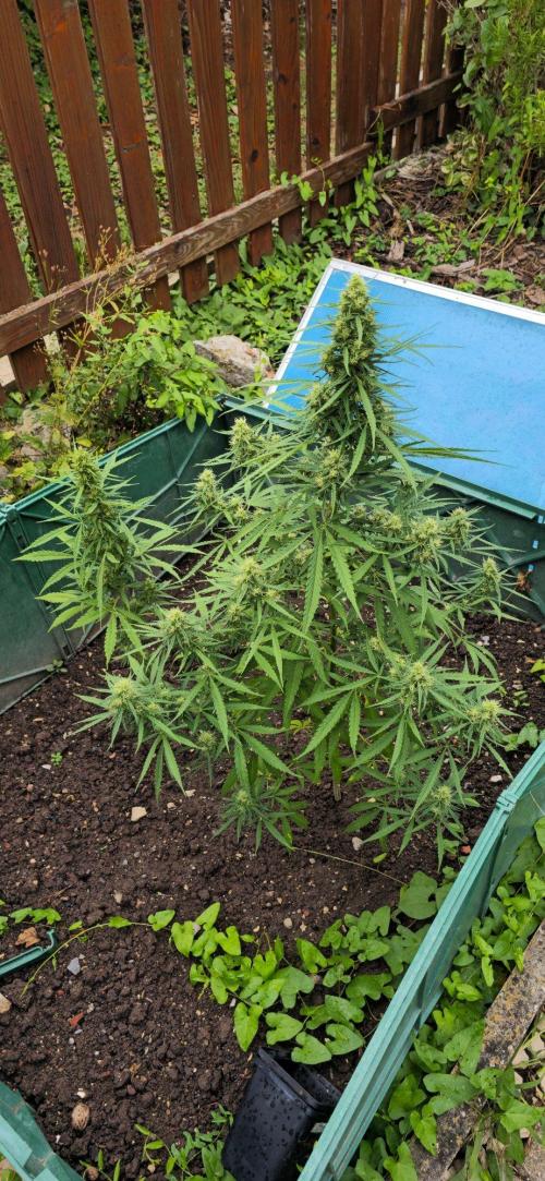 Outdoor automatics. Week 13