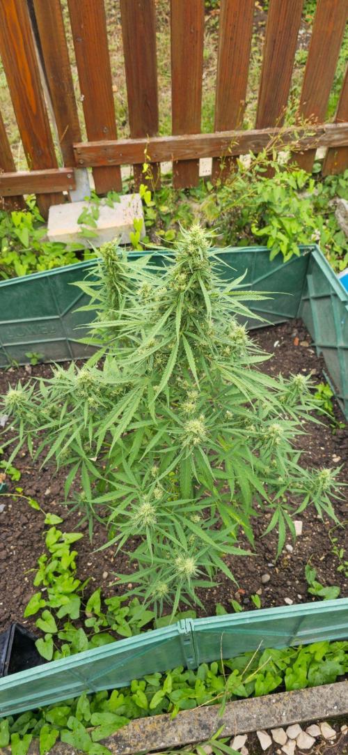 Outdoor automatics. Week 13