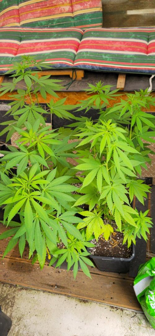 Landrace tirah valley. Week 13