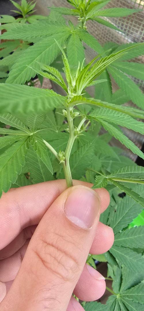 Landrace tirah valley. Week 13