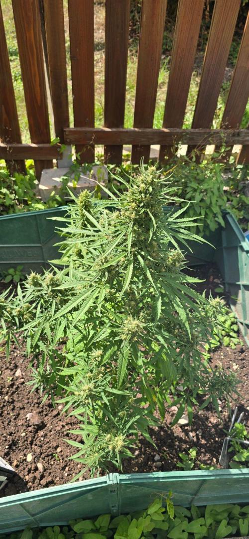Outdoor automatics. Week 14
