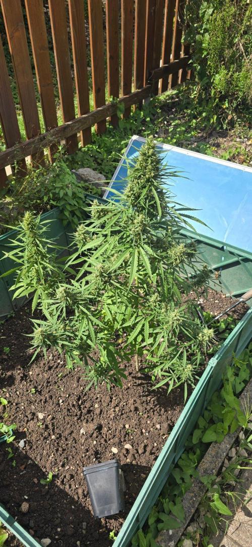 Outdoor automatics. Week 14