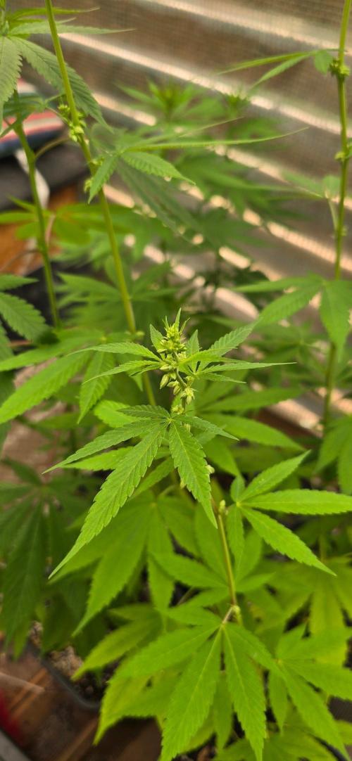 Landrace tirah valley. Week 14