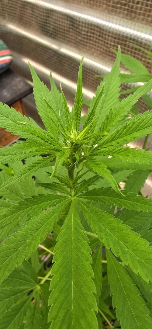 Landrace tirah valley. Week 14