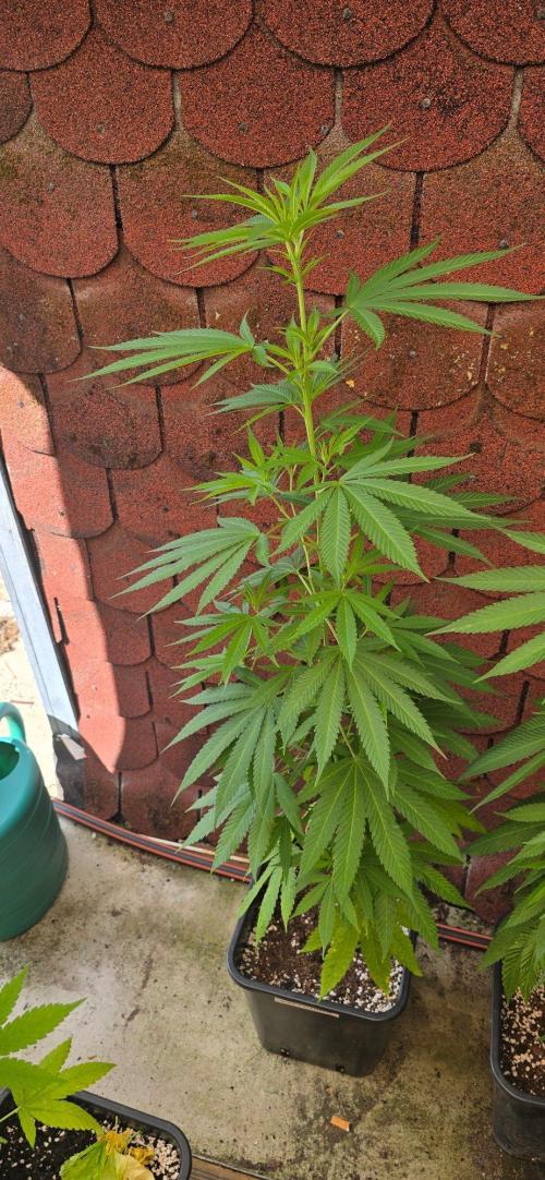 Kali China. Week 14