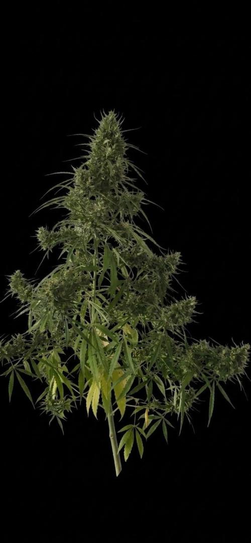 Outdoor automatics. Week 15
