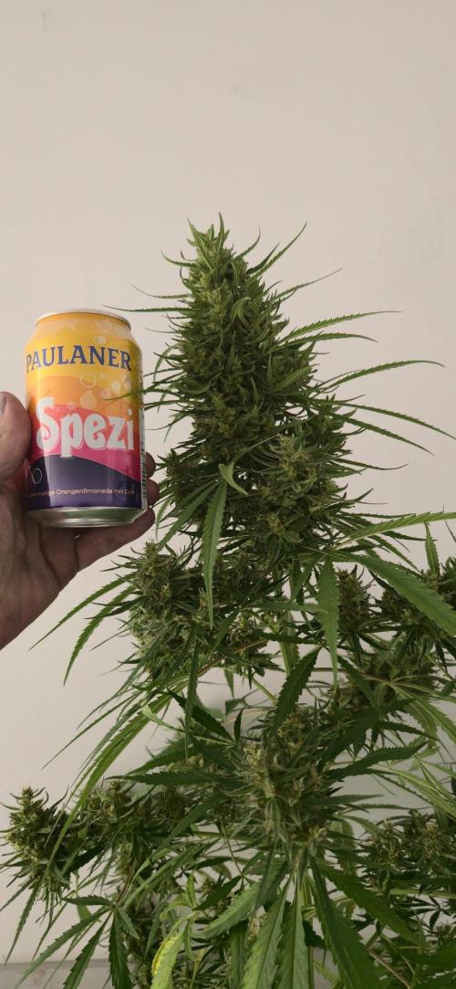 Khalifa Genetics - Lebanese Snow  by Pi_growing