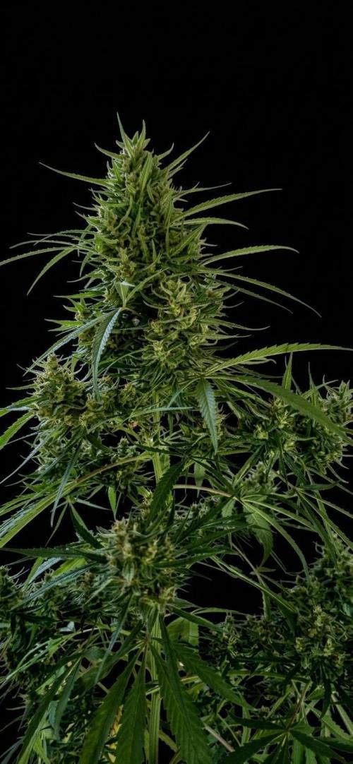 Outdoor automatics. Week 15
