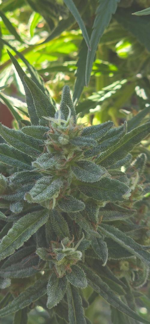 Outdoor automatics. Week 15
