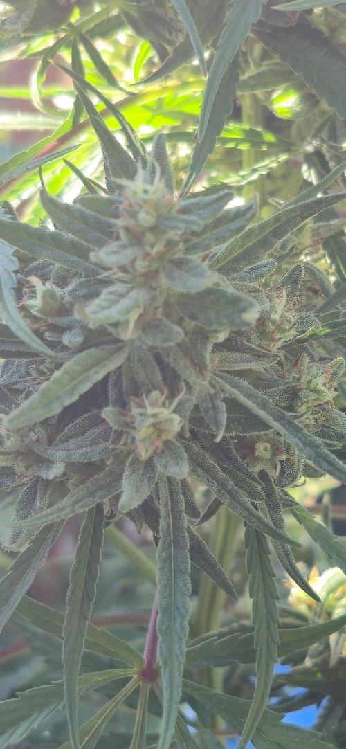 Outdoor automatics. Week 15