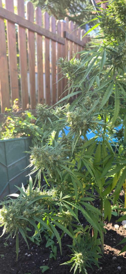 Outdoor automatics. Week 15