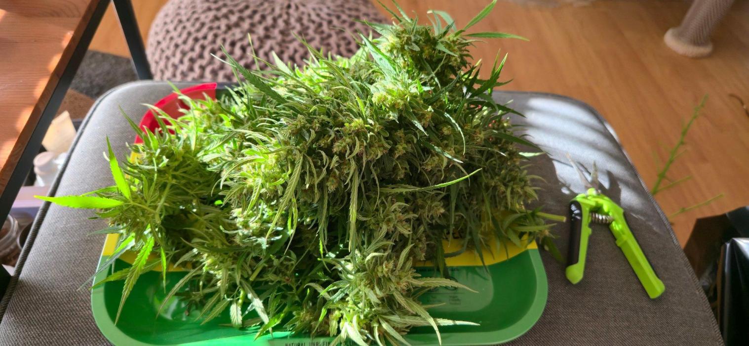 Outdoor automatics. Week 16