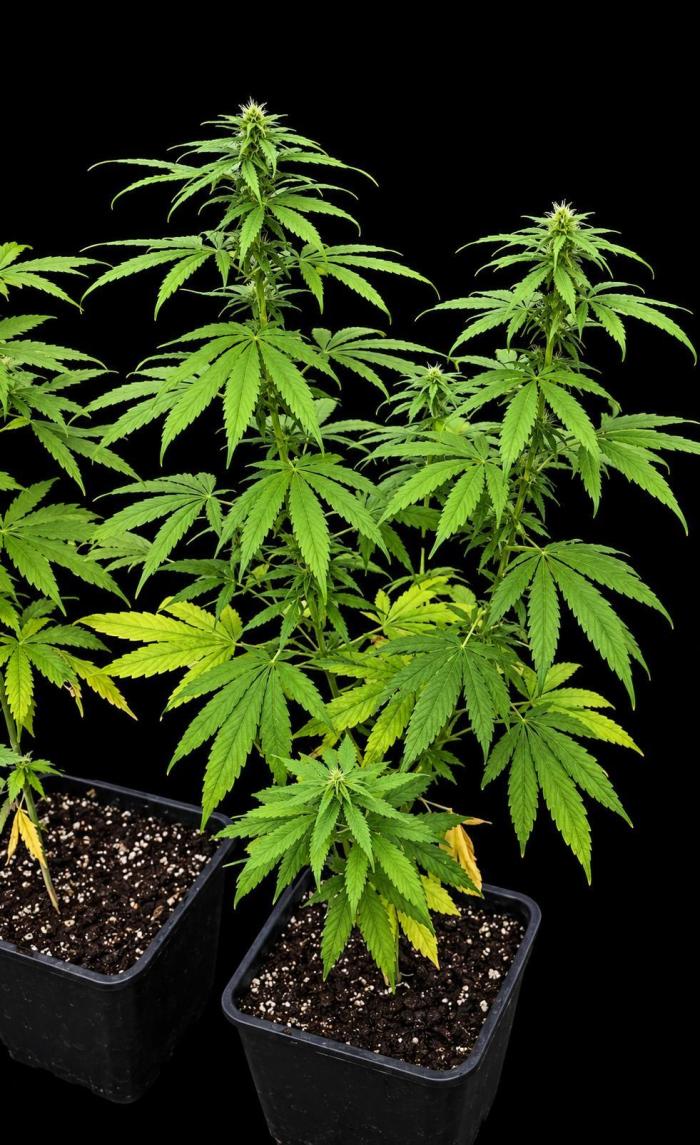 Landrace tirah valley. Week 16