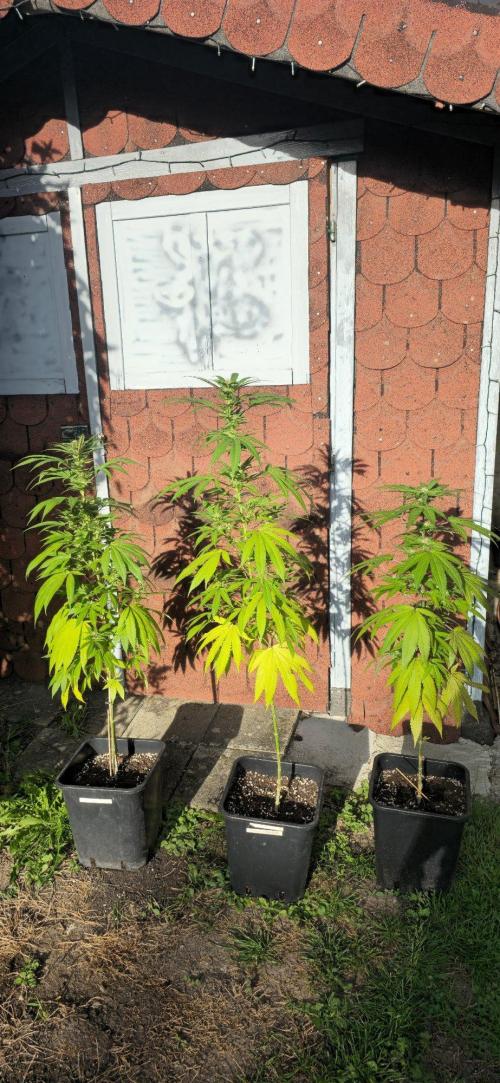 Outdoor 2026 kali china. Week 16