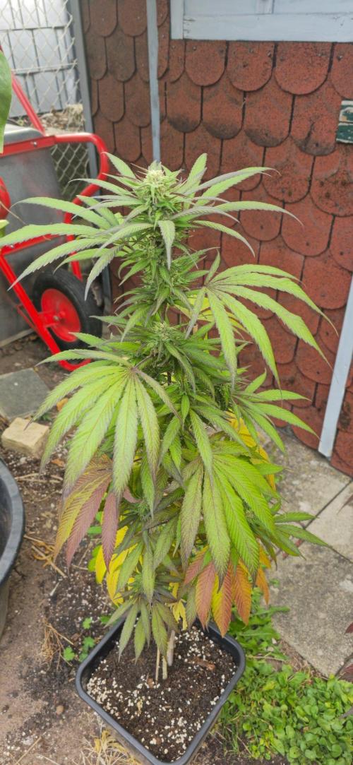 Kali China. Week 17