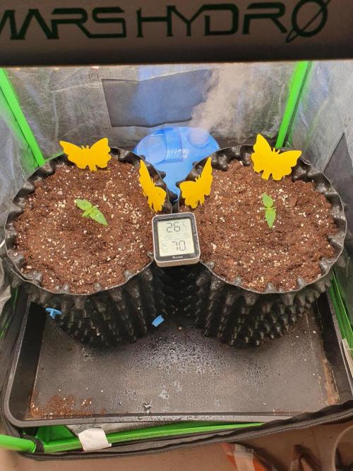 Orbital Banana F1. Week 1