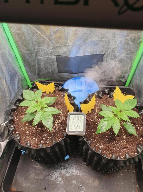 Orbital Banana F1. Week 2