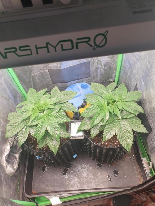 Orbital Banana F1. Week 3