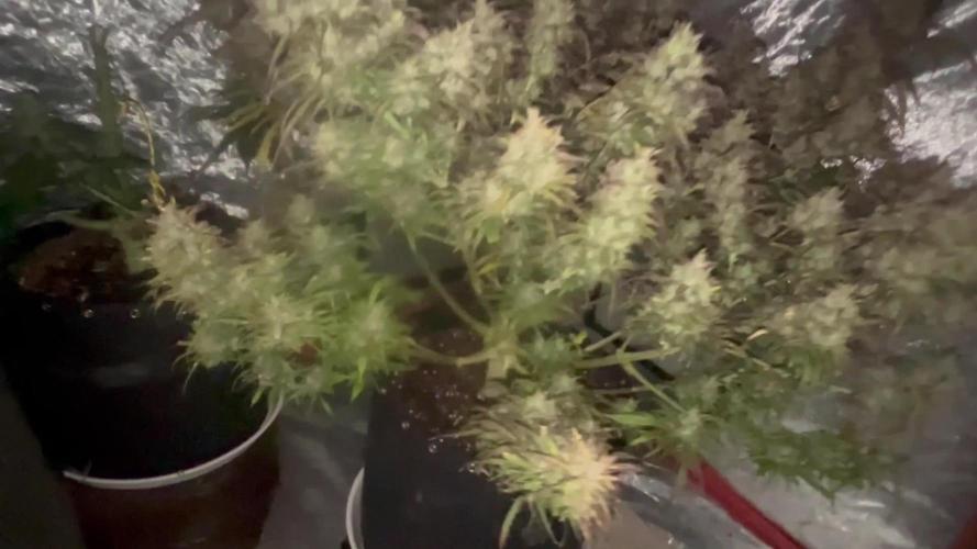 Frozen black Cherrys round 2 x2