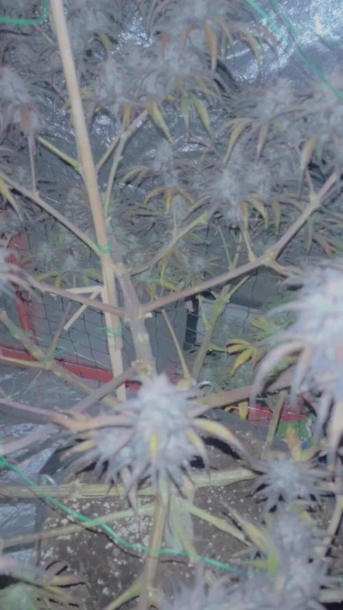 Frozen black Cherrys round 2 x2