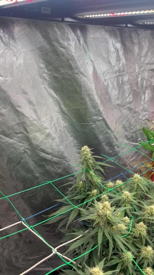 Frozen black cherry auto