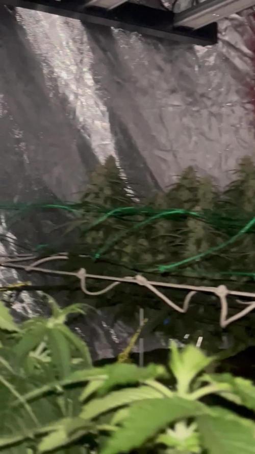 Frozen black cherry auto