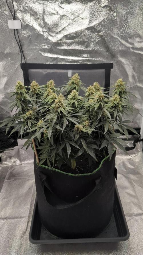 my first grow with Milky Way F1